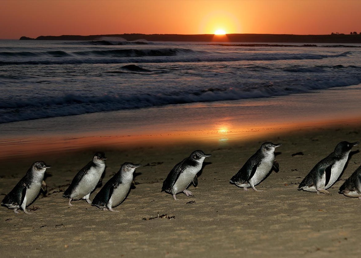 Philip Island